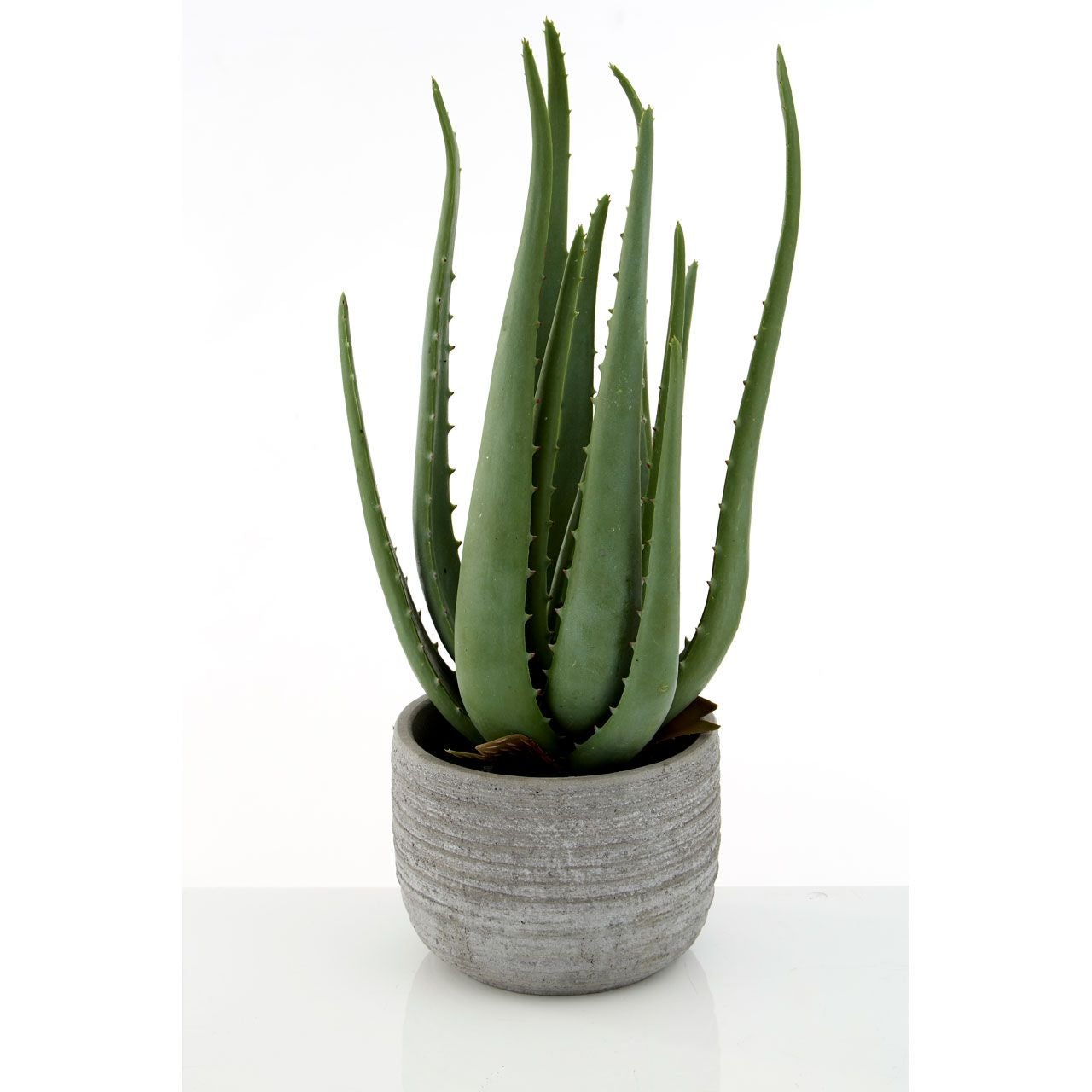 Fiori Large Aloe Vera With Cement Pot