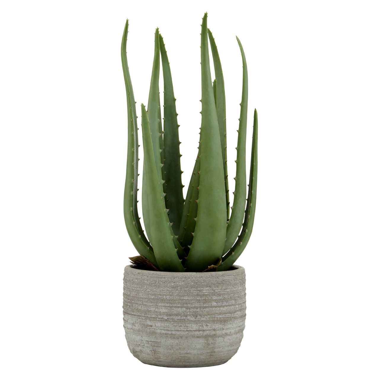 Fiori Large Aloe Vera With Cement Pot