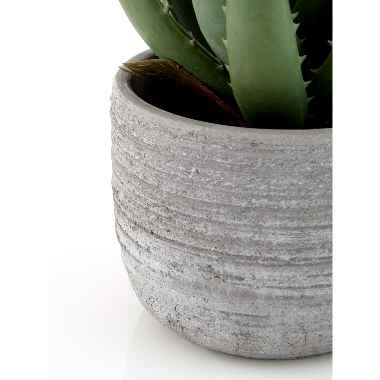 Fiori Large Aloe Vera With Cement Pot