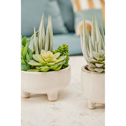 Fiori Mixed Succulents in Large Ceramic Pot - Modern Home Interiors