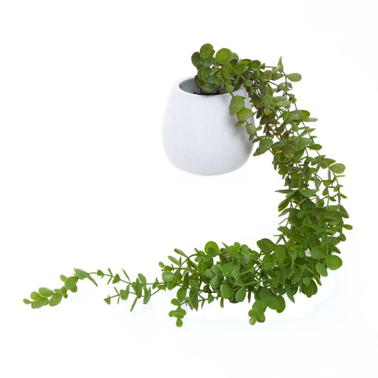 Fiori Trailing Ivy - Modern Home Interiors