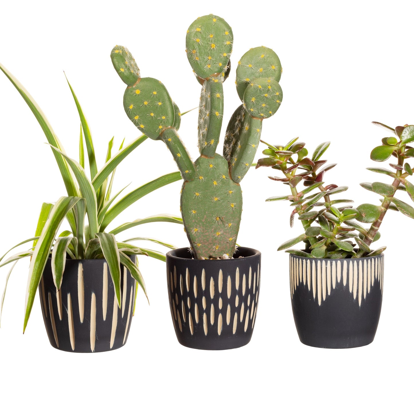 Black Sgrafitto Terracotta Mini Planters - Set Of 3