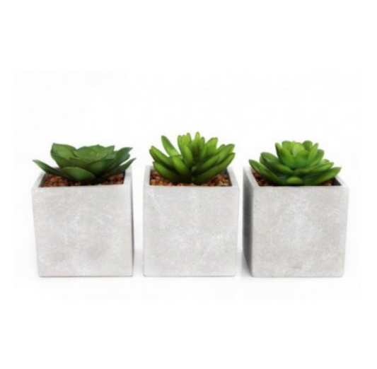 Concrete Potted Succulents - Set of 3